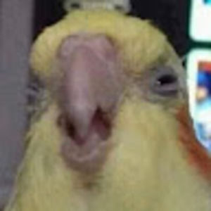 Meet your Posher, Evelyn